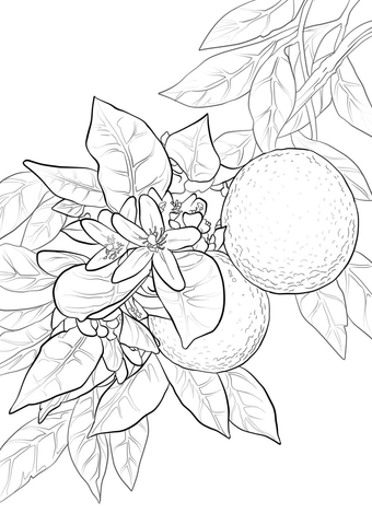 Orange Blossom Coloring Page